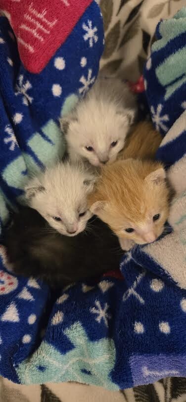 Picture of the Animal Listed